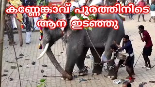 കണ്ണേങ്കാവ് പൂരത്തിനിടെ ആന ഇടഞ്ഞു kannenkavu pooram elephant attack [upl. by Cleodal189]