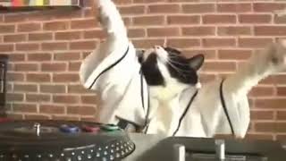 DJ CAT is balling like curry [upl. by Eltsyrk223]