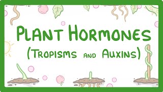 Plant Hormones  Tropisms amp Auxins 52 [upl. by Erasaec]