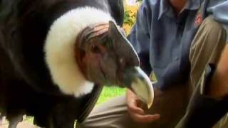 Revisit the worlds biggest flying bird the Andean Condor [upl. by Gnuh]