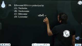 Ribosomal RNA is synthesized in [upl. by Keel]