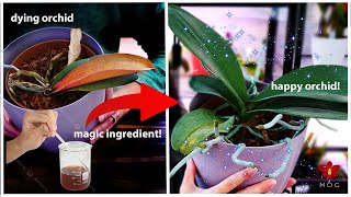 This magic secret makes Orchid grow leaves in just days [upl. by Haim915]