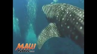 Rare Sighting of Whale Shark Observed Near Molokini Crater [upl. by Marja820]