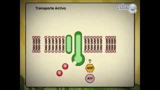 Transporte ActivoMembrana Plasmática [upl. by Wittie]