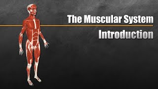 The Muscular System Explained In 6 Minutes [upl. by Peers]