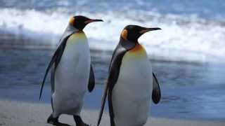 Penguins HD Slideshow Amazing Photos [upl. by Lotsirhc]