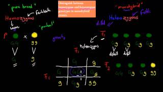 6Homozygous and Heterozygous genotype HSC biology [upl. by Notslah]