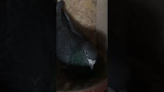 Stichelbaut pigeons breeding pair  1 2024  wwwstichelbautpigeonscom [upl. by Julianna]