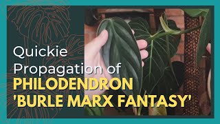 PHILODENDRON BURLE MARX FANTASY  A Quickie Propagation Tutorial [upl. by Urba]