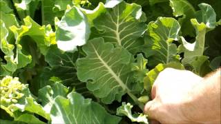 Collecting Collard Seeds Preventing Cross Pollination [upl. by Erland]