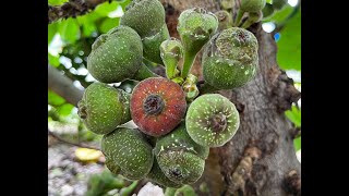 Foraging Figs in Jurong [upl. by Ynoffit596]