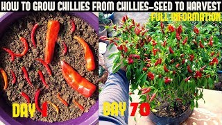 How To Grow Chillies At Home100 chillies per plantSeed To Harvest [upl. by Dodd]