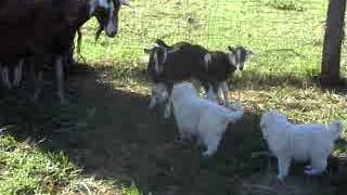 Introducing maremma sheepdog puppies to livestock [upl. by Alleusnoc]