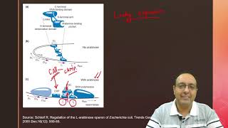 Arabinose Operon  Quick amp Easy Explanation  Molecular Biology [upl. by Eibot]