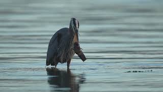 Presunrise Heron eating Fish [upl. by Xena70]