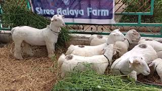 pure Bandur sheep breeds belongs to Sri Aalaya farm  sheep bandursheep bandurkuri bandur [upl. by Ycrem]