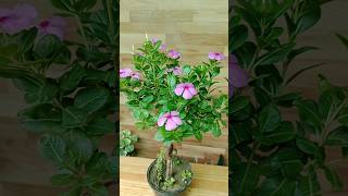 Sadabahar ka padha Catharanthus roseus plant catharanthusroseus flowers [upl. by Ardelia]