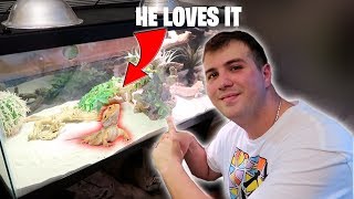 The BEST 40 Gallon Bearded Dragon Tank Setup BEST SUBSTRATE [upl. by Sivie]