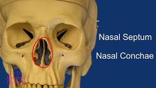 Bone  Skull  Bones of the Nasal Cavity [upl. by Bills118]