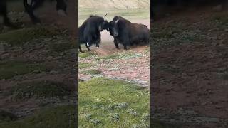 SKULL VS SKULL  Wildest Yak Battle angry tibetian animals wildanimals yakfight wildlife [upl. by Inajna258]