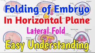 Folding of embryo in horizontal plane  Lateral Folding of embryo easy Understanding [upl. by Steffi88]