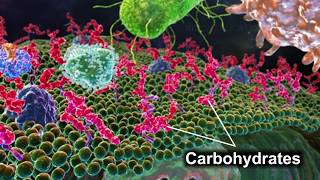 Monosaccharides  Disaccharides  Polysaccharides [upl. by Hieronymus]