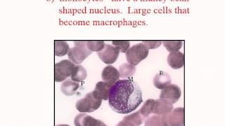 Hematology  Physiology  Part 3 [upl. by Remus]