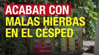 Acabar con las malas hierbas en el césped  COMPO Jardinería [upl. by Kienan]