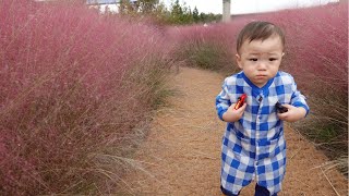 eng 14개월 무서운 핑크뮬리🫨 아기와 핑크뮬리💕 Scary pink muhly grass [upl. by Rior]