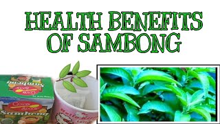 HEALTH BENEFITS OF SAMBONG  HEALTH BENEFITS OF SAMBONG TEA  HERBAL TEA  SAMBONG LEAVES WELLNESS [upl. by Ardet]