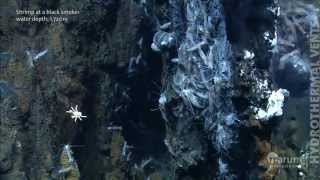 Hydrothermal vents in the deep sea [upl. by Rosenfeld]