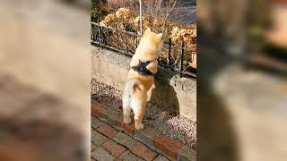 Walking in the park with Minie Chowski Chow chow Husky Mix [upl. by Svetlana]