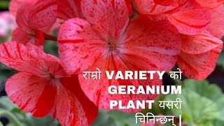 Germanium Plant रोप्नु भएको छ भने यी कुराहरू अवश्यै जानि राख्नुहोस्  Geranium Flower [upl. by Sitnik]