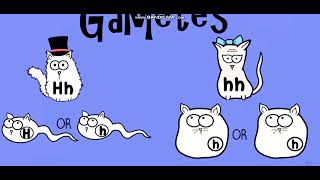 Biology with pinyin through AMOEBA SISTERS  Dihybrid and TwoTrait Crosses [upl. by Annaig756]