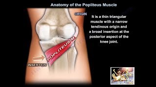 Anatomy Of The Popliteus Muscle  Everything You Need To Know  Dr Nabil Ebraheim [upl. by Elatnahc]