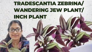 Tradescantia zebrina Wandering Jew Plant Inch Plant Detailed vedio ഇഞ്ച് പ്ലാന്റ് പരിപാലനം [upl. by Carmen139]