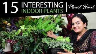 15 Interesting Indoor Plants Haul  Indoor Plants India [upl. by Noskcire]