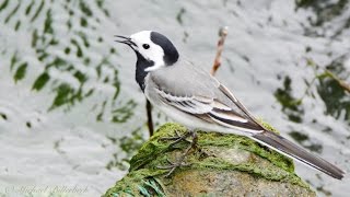 White Wagtail Motacilla alba  Bachstelze [upl. by Henriette544]