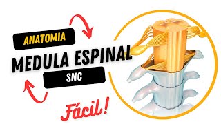 Neuroanatomia  Medula Espinal [upl. by Ariaet899]