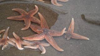 Common starfish Asterias rubens [upl. by Allemat]