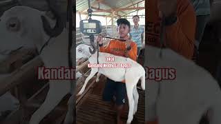 Gas dombasheep ternak peternakdomba sheep sheephusbandry iduladha domba kandang peternakan [upl. by Jeannie]