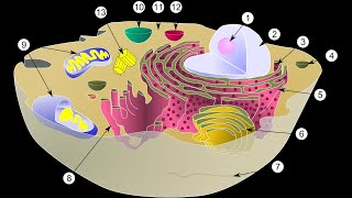 Organites de la Cellule  مكونات الخلية [upl. by Naginnarb]