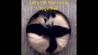 Let’s fill the space panda funny funnyanimals [upl. by Ahtiekal]