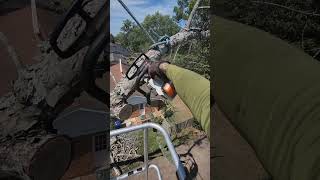 Silver Maple Removal arborist treeremovalservices treeworker petzl maple trendingvideo [upl. by Lime]