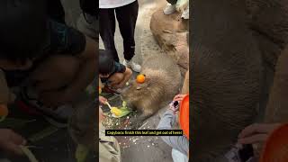 Charming Capybara MUNCH Feast in the Zoo cute capybara [upl. by Hannus]