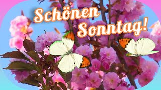 Guten Morgen🤗☀️ Schönen Sonntag🌹💝 Viele Liebe Grüße zu einem wunderschönen und erholsamen Sonntag💞💌 [upl. by Theola]