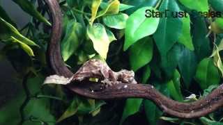 Satanic Leaf Tailed Gecko Hunting amp Waving Tail [upl. by Doraj]