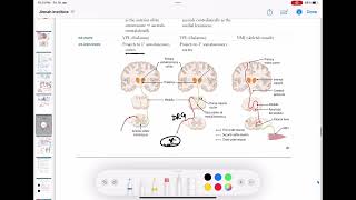 Dorsal column tract  Ascending tracts of spinal cord neurology 63  First Aid USMLE Step 1 [upl. by Savart]