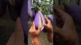 Chinas New Fruit Looks Just Like Brinjal shortsvideo [upl. by August]