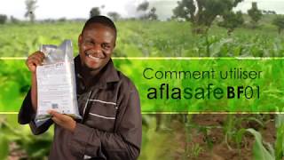 Comment utiliser Aflasafe pour protéger le maïs et les arachides de laflatoxine  Burkina Faso [upl. by Cire]